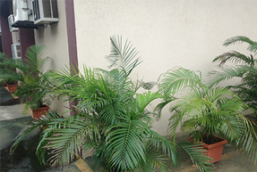 Plants on the Entire Perimeter of the Factory From ISO 14001